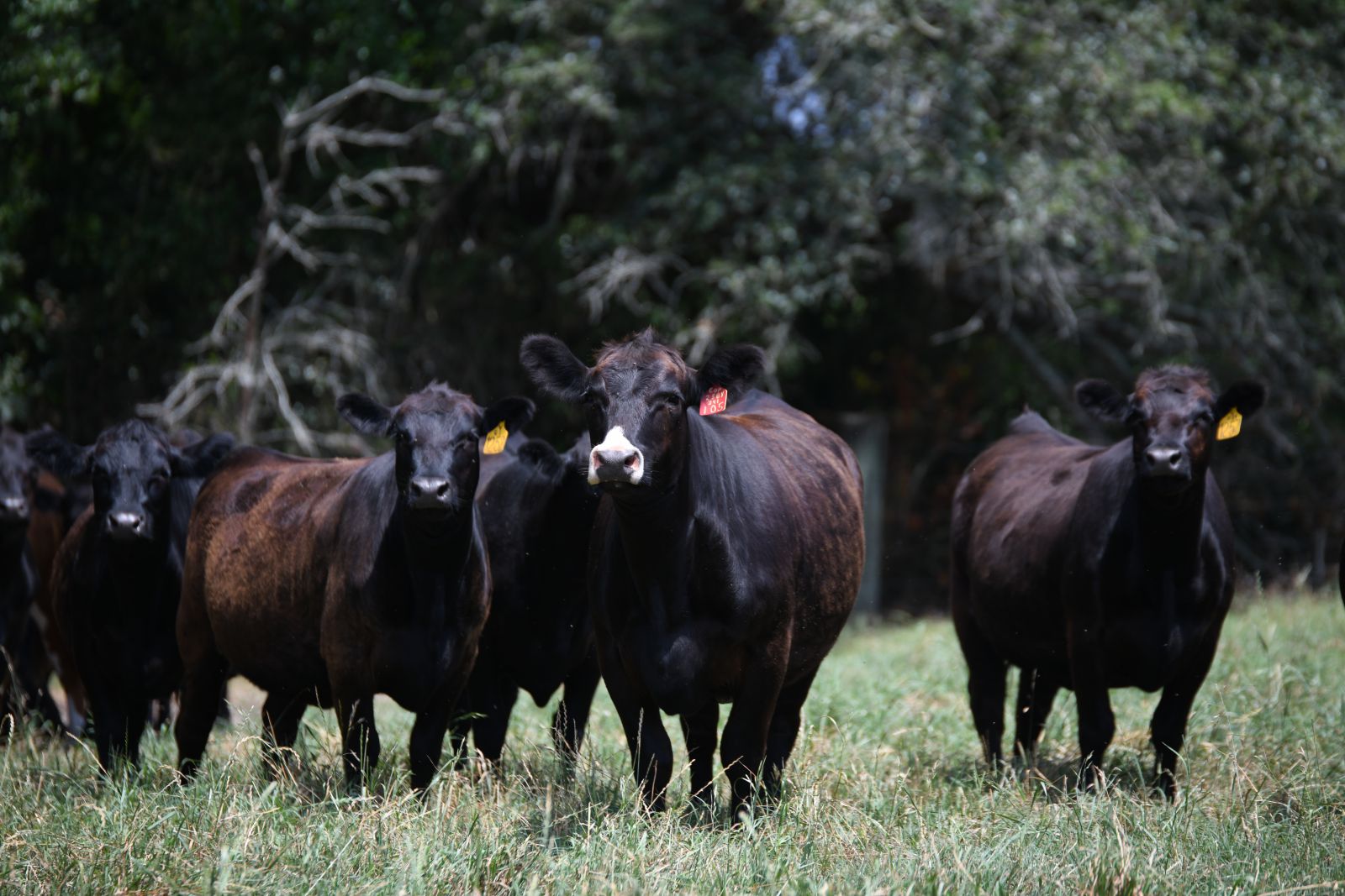 Close up of cows