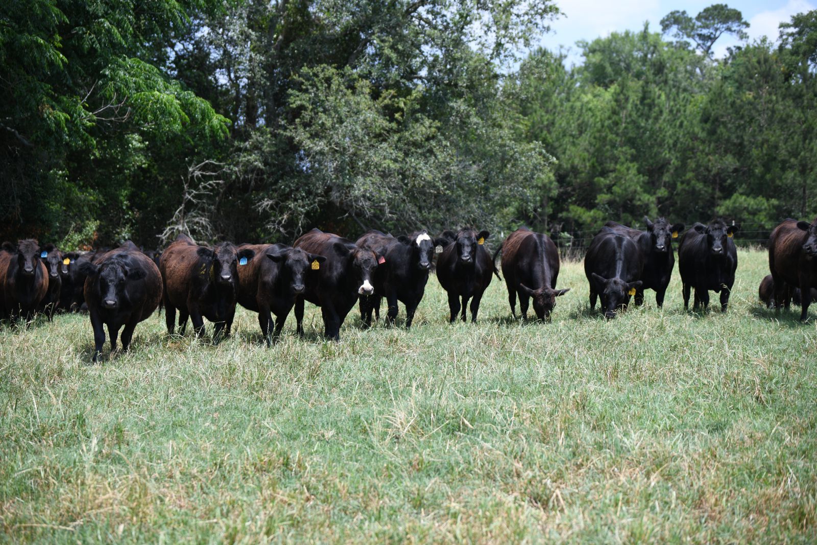 Cows in a field