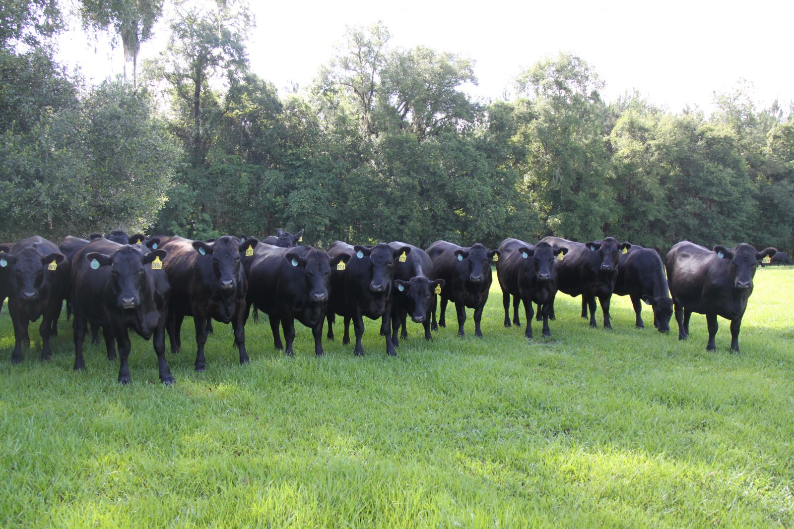 Cows in a field